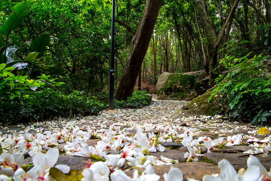 微风吹过，油桐花就簌簌飘落在绿道上，朵朵完整鲜活的油桐花，把美停驻在春末夏初的漳州港。邱建华摄