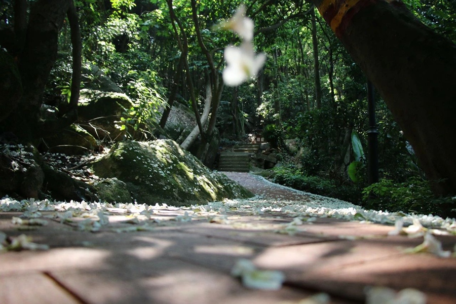 油桐花裹挟着阳光落下。邱建华摄