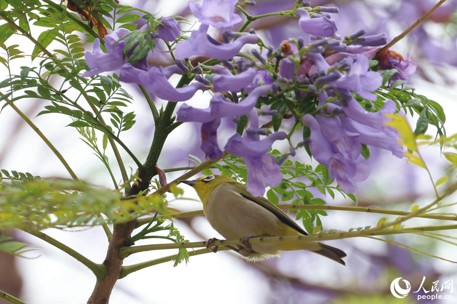 绣眼鸟在蓝花楹枝头觅食。人民网记者 陈博摄