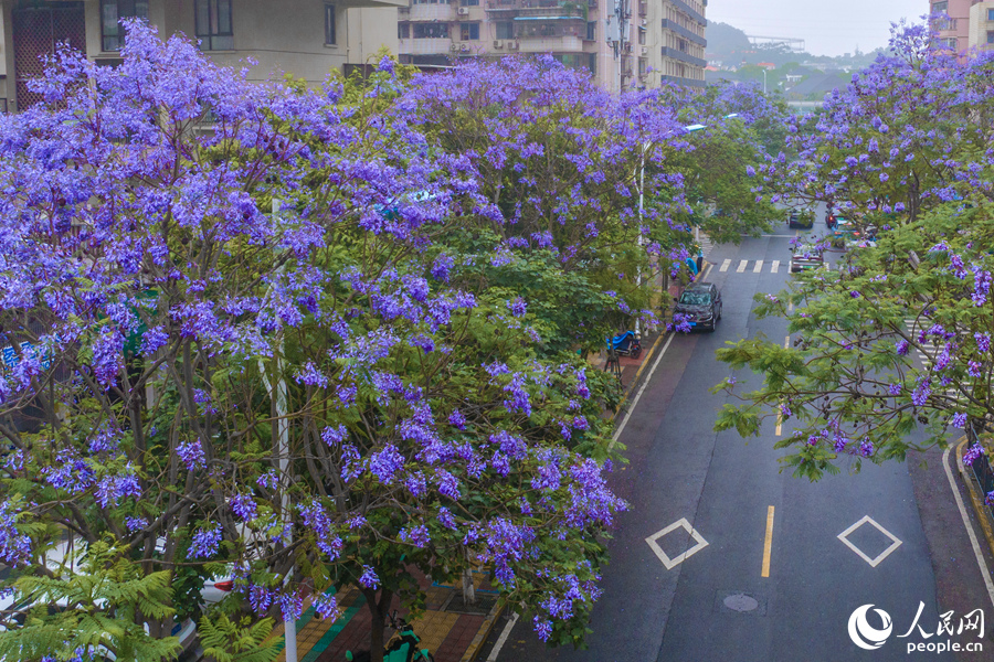 厦门思明西浦路蓝花楹夹道绽放。人民网记者 陈博摄