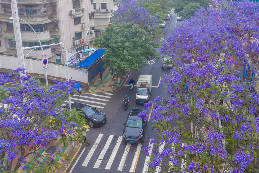 蓝花楹盛开的西浦路口如梦似幻。许秋珩摄