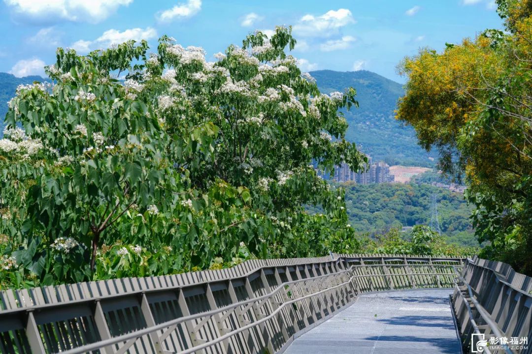 初夏，来福州看“五月雪”！
