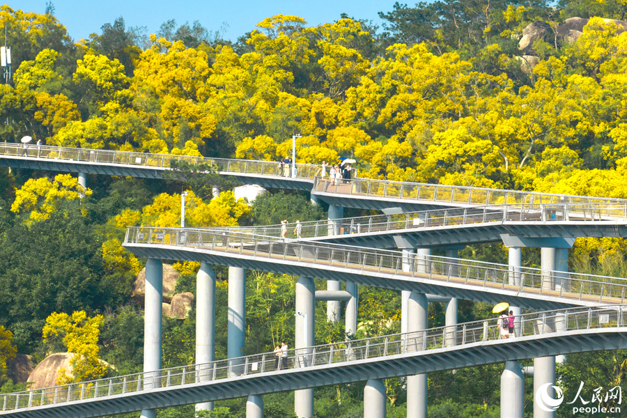 厦门山海健康步道旁，相思树花开正艳。人民网记者 陈博摄