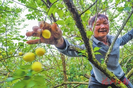 永泰青梅热销海外 永泰青梅热销海外