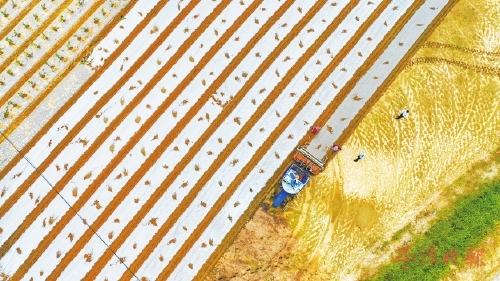 百香果园里“台味”飘香