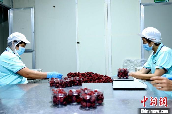 图为工人正在包装腌制好的杨梅干,准备发货。汪碧海摄 图为工人正在包装腌制好的杨梅干,准备发货。汪碧海摄