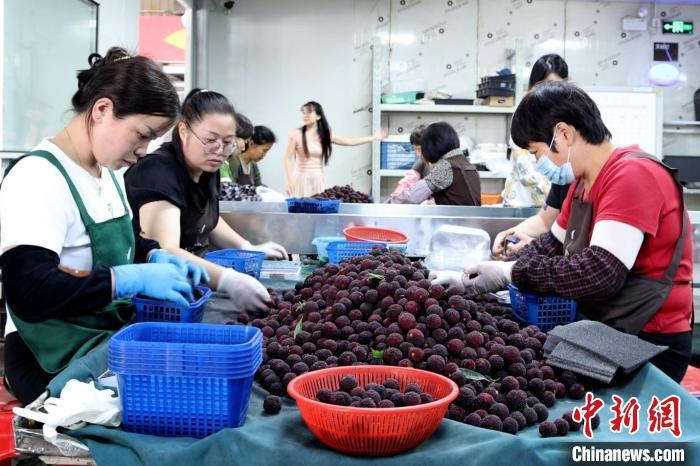 图为工人正在对刚收购的新鲜杨梅分拣,准备包装入库等待发货。汪碧海摄 图为工人正在对刚收购的新鲜杨梅分拣,准备包装入库等待发货。汪碧海摄