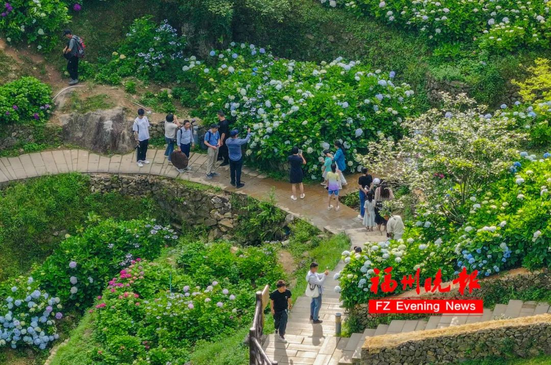 11万株！福州这里，太太太美了！