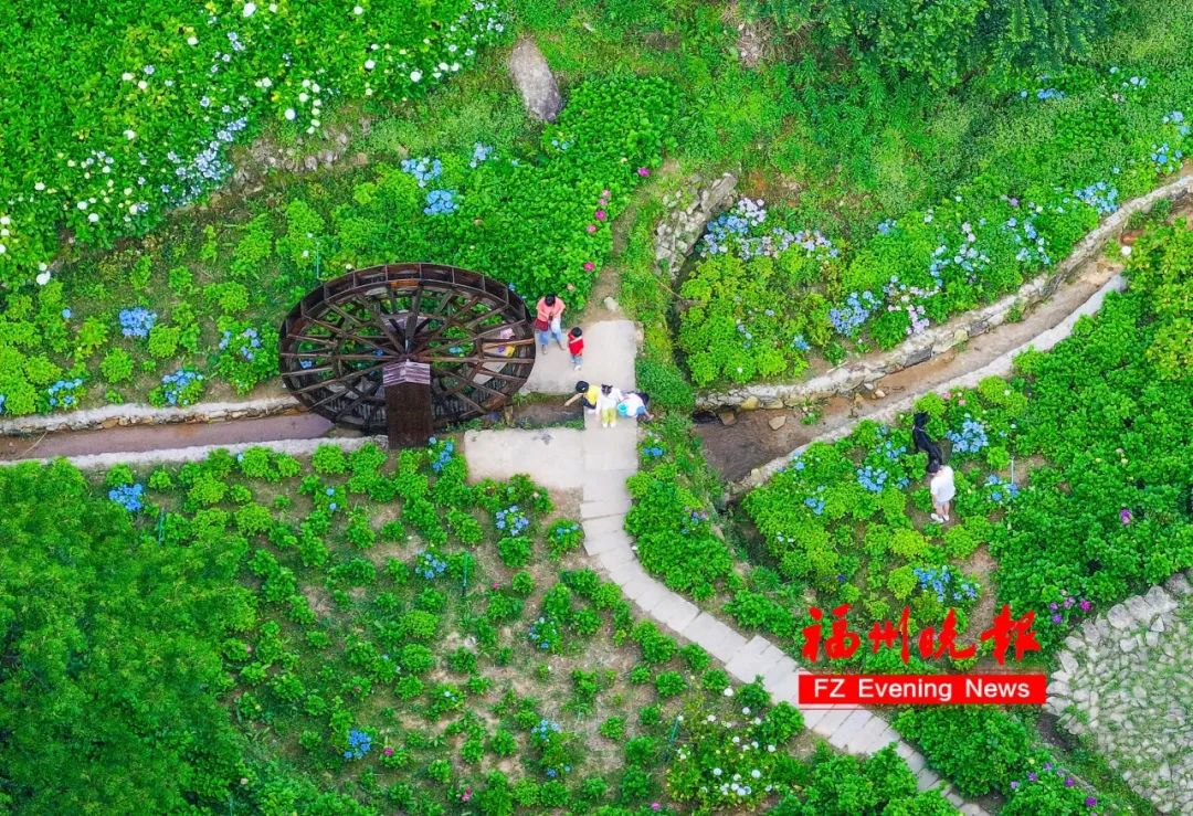 11万株！福州这里，太太太美了！