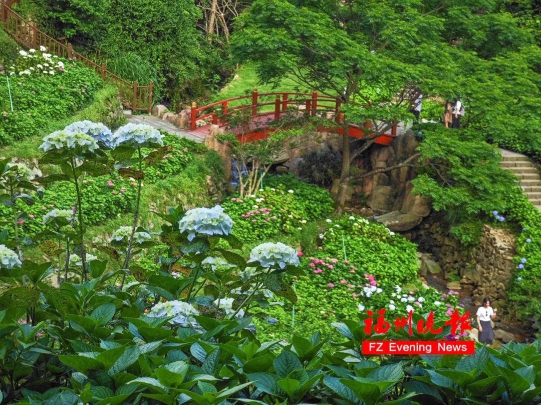 11万株！福州这里，太太太美了！