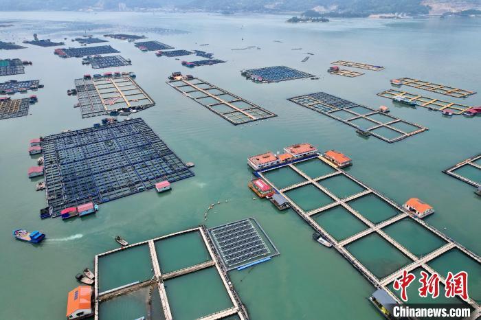 福建宁德三都澳海上牧场整齐有序。中新网记者 王东明 摄