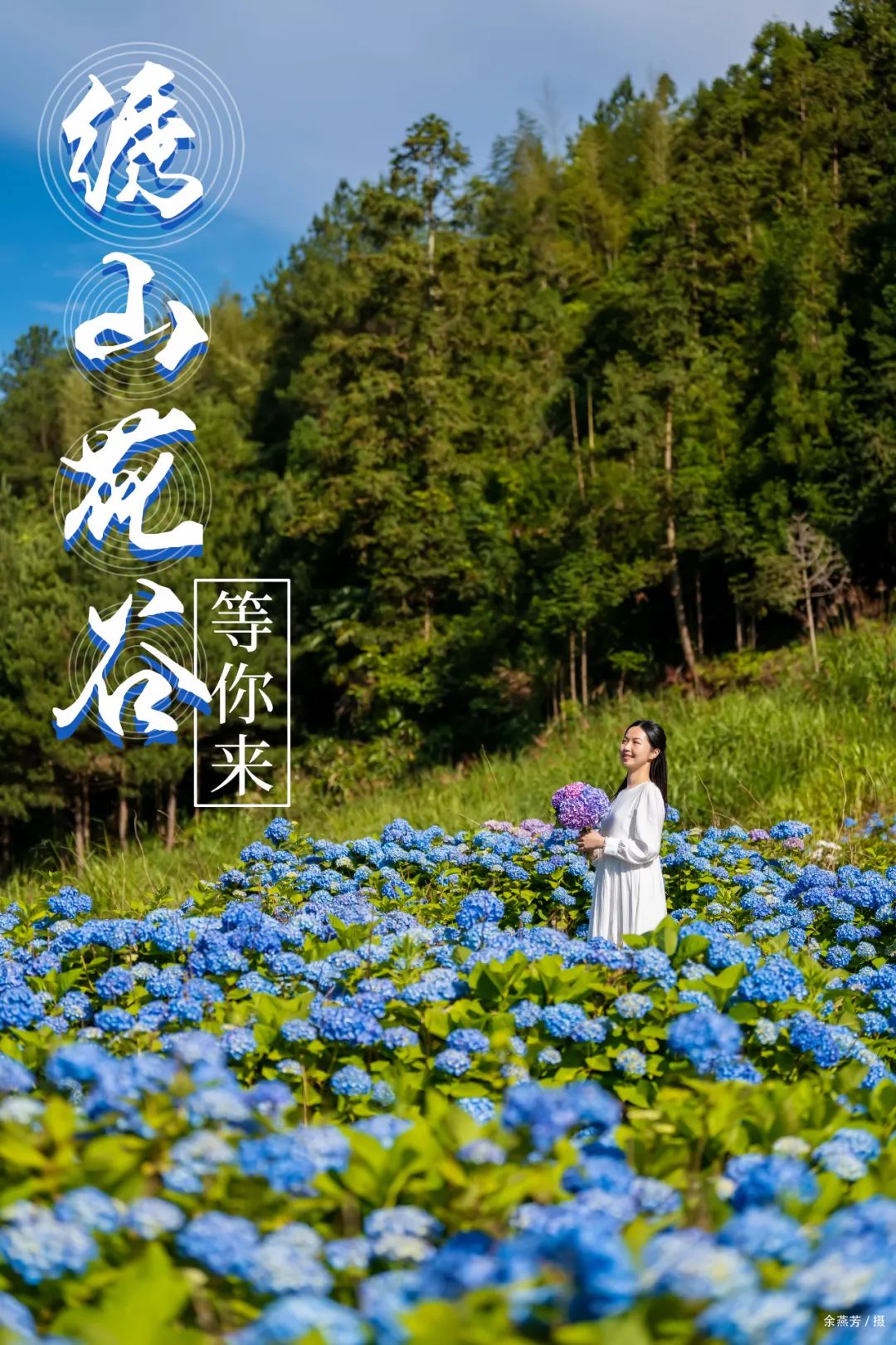 夏日“顶流”！福州醉美绣球花开！