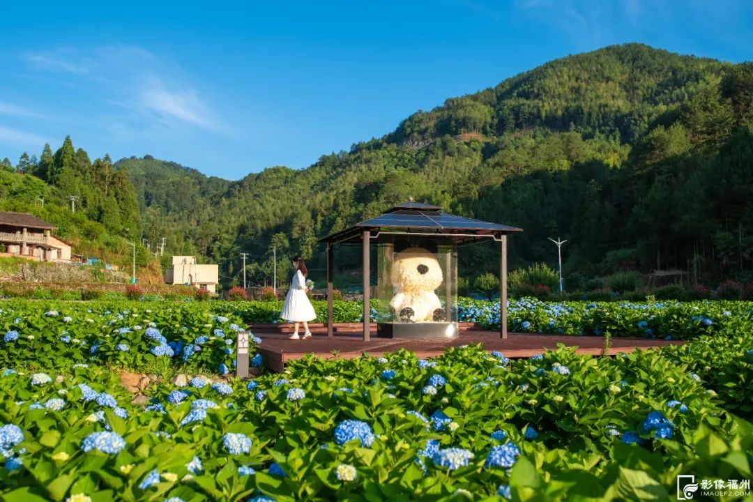 夏日“顶流”！福州醉美绣球花开！