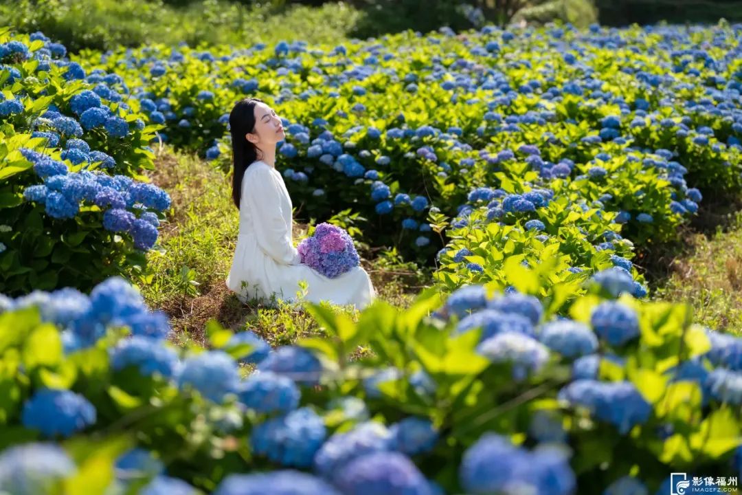 夏日“顶流”！福州醉美绣球花开！