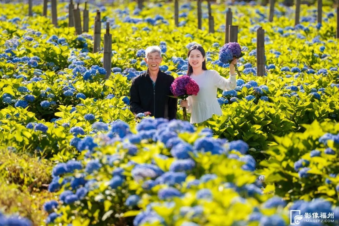 夏日“顶流”！福州醉美绣球花开！