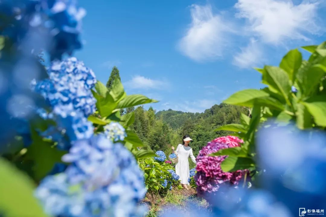 夏日“顶流”！福州醉美绣球花开！