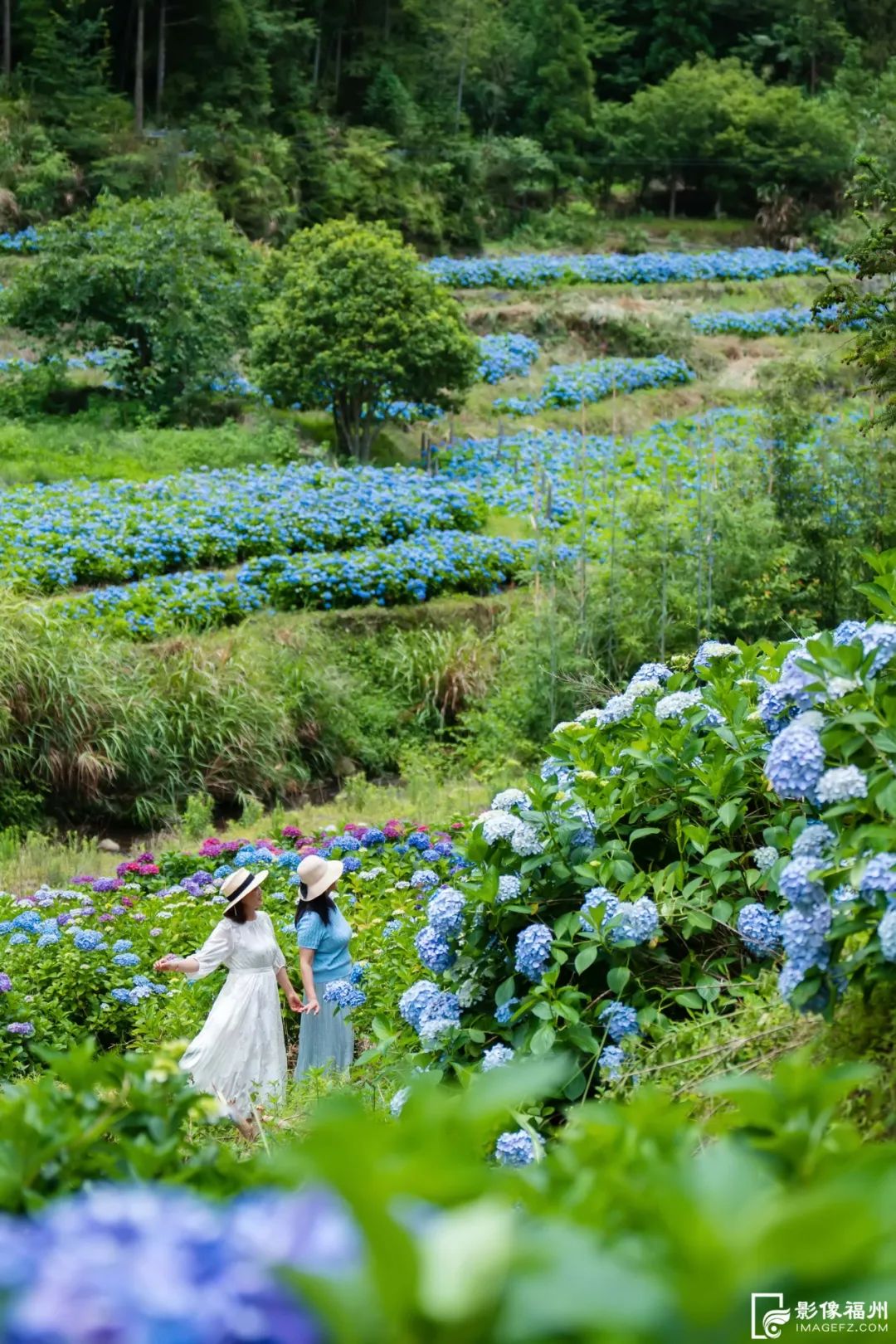 夏日“顶流”！福州醉美绣球花开！