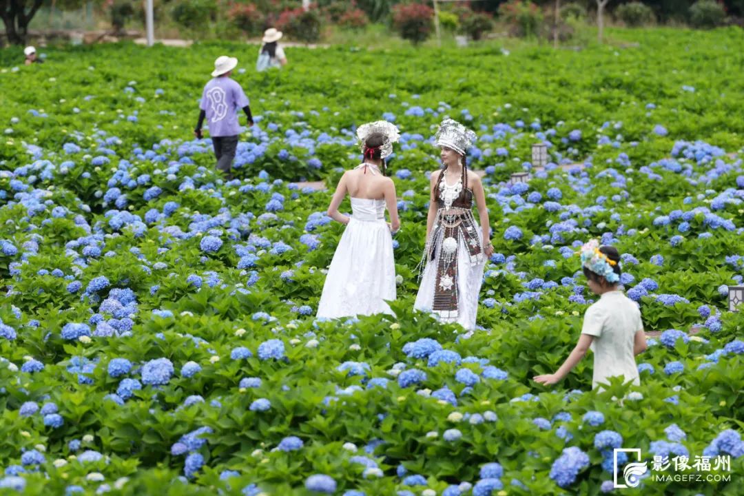 夏日“顶流”！福州醉美绣球花开！