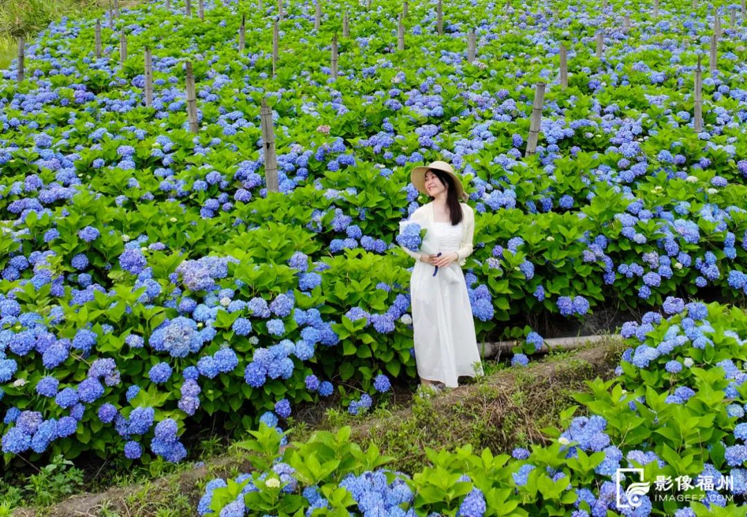 夏日“顶流”！福州醉美绣球花开！