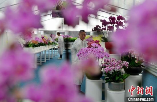 7月3日，工作人员对展示的蝴蝶兰进行养护。中新社记者 张斌 摄