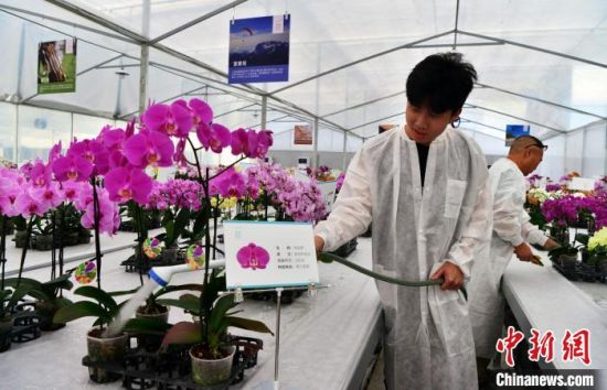 7月3日，工作人员对展示的蝴蝶兰进行养护。中新社记者 张斌 摄