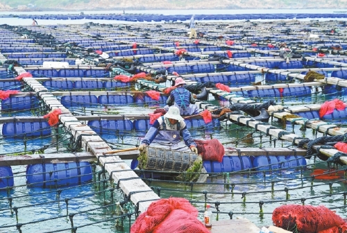 深挖“鲍”藏　平潭做优特色产业