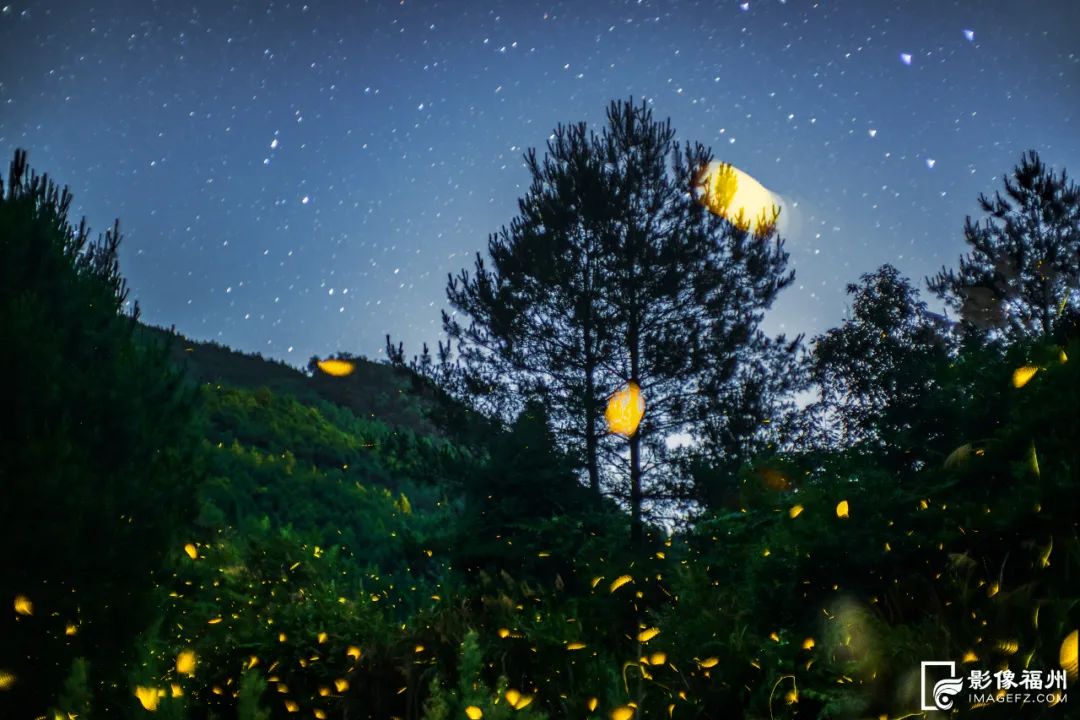 夏夜精灵！福州萤火虫迎来最佳观赏期！