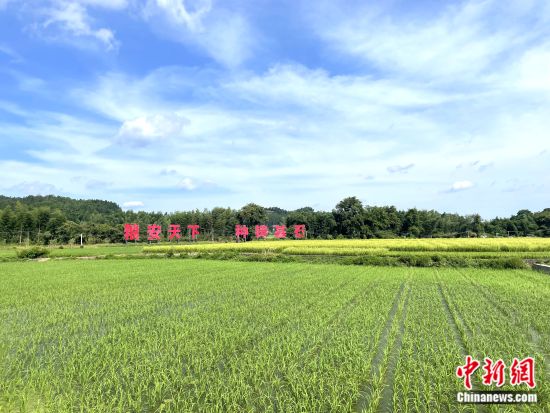 建宁县杂交水稻制种基地。袁秀月 摄