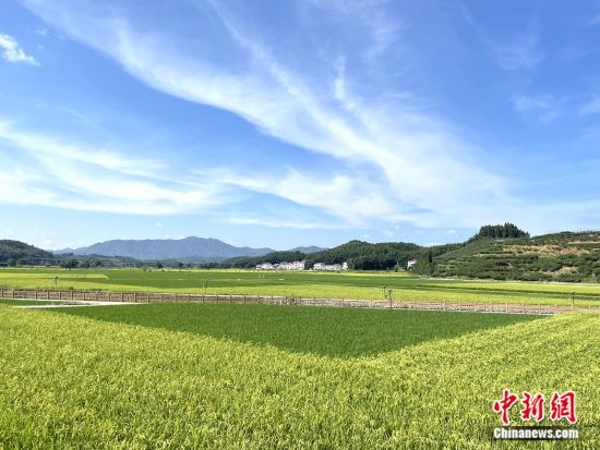 建宁县杂交水稻制种基地。袁秀月 摄