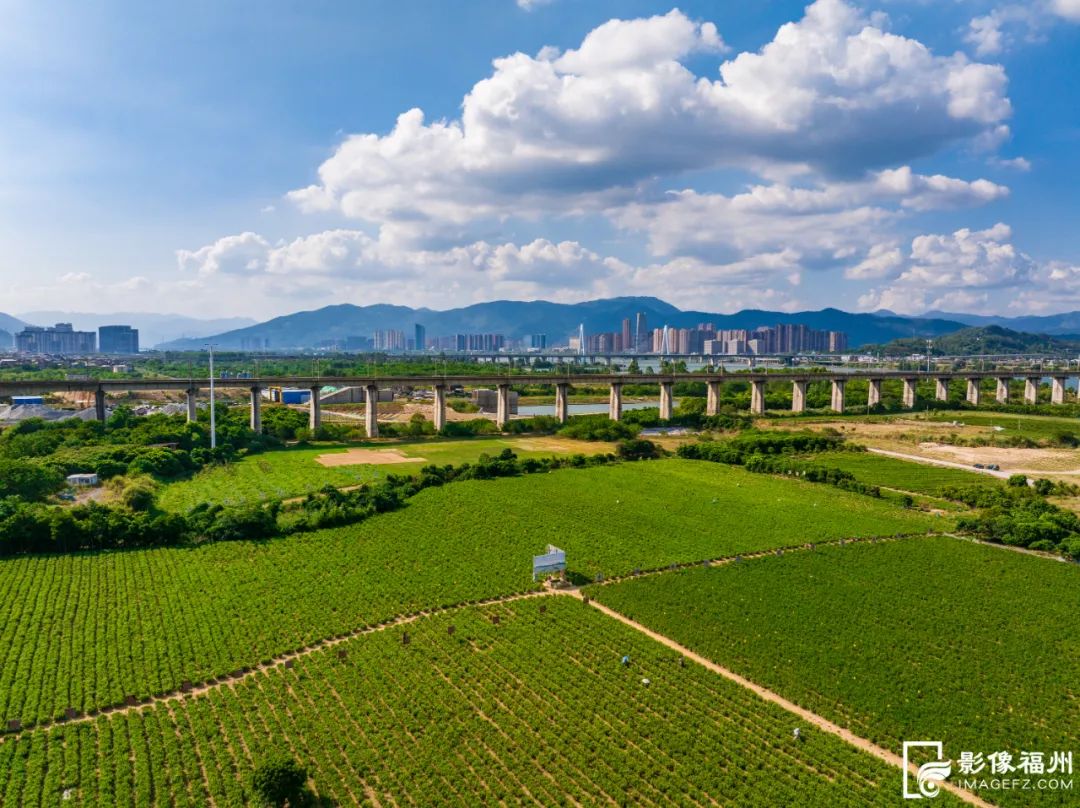 没有什么花比她更懂福州的夏天! 没有什么花比她更懂福州的夏天!