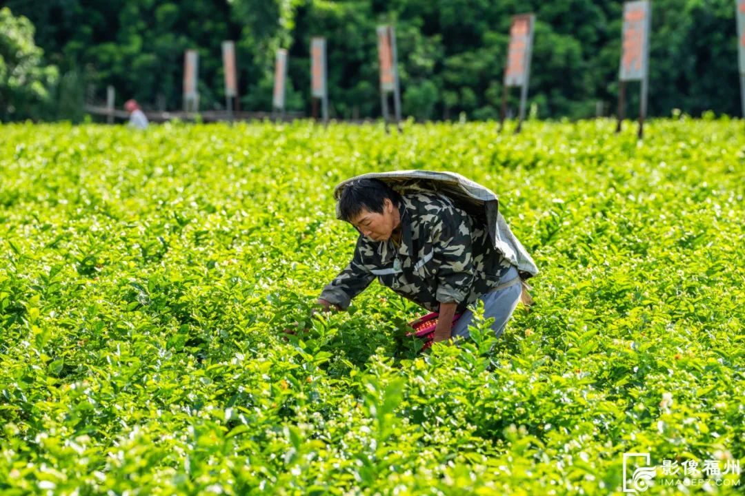 没有什么花比她更懂福州的夏天! 没有什么花比她更懂福州的夏天!