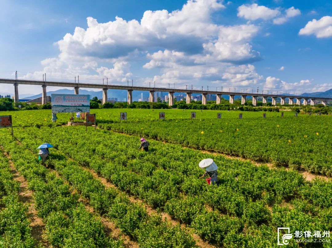 没有什么花比她更懂福州的夏天! 没有什么花比她更懂福州的夏天!