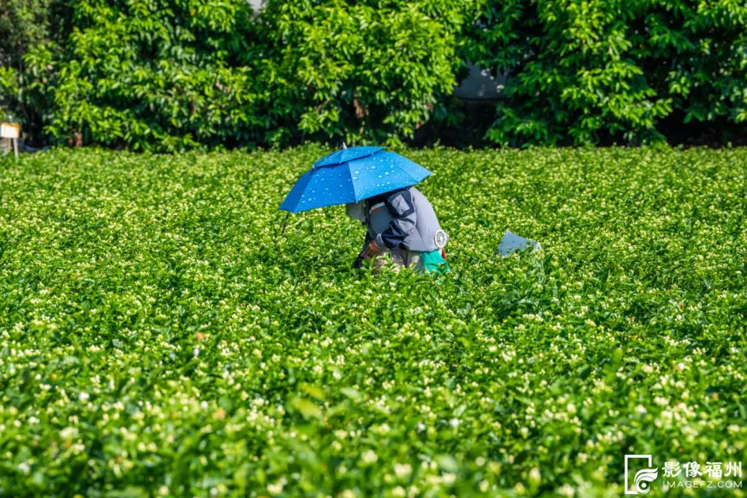 没有什么花比她更懂福州的夏天! 没有什么花比她更懂福州的夏天!