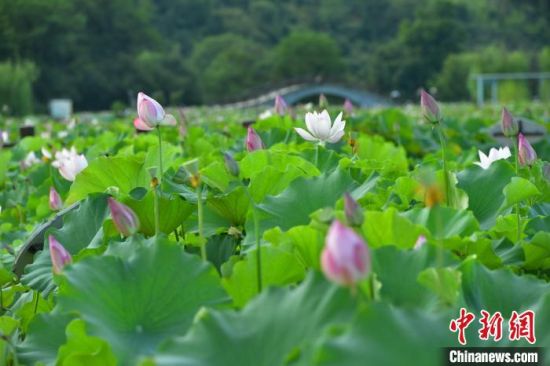 7月30日，建宁县修竹村的莲田美如画。眼下正是建莲收获的季节，莲田随处可见莲花争艳、莲农采莲的景象。中新社记者 张斌 摄 