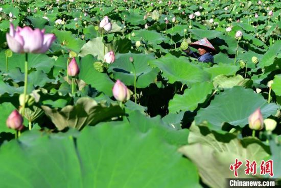 7月30日，建宁县修竹村的莲田美如画。眼下正是建莲收获的季节，莲田随处可见莲花争艳、莲农采莲的景象。中新社记者 张斌 摄 