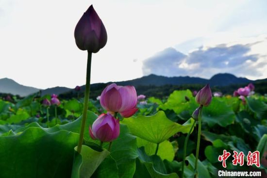7月30日，建宁县修竹村的莲田美如画。眼下正是建莲收获的季节，莲田随处可见莲花争艳、莲农采莲的景象。中新社记者 张斌 摄 