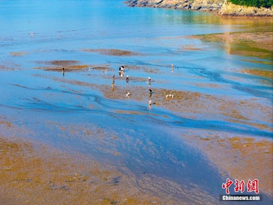 近日，福建宁德，在霞浦县三沙镇小皓沙滩，阳光下的滩涂色彩斑斓，游客和渔民们在这天然的调色板上赶海，绘就一幅人与自然和谐共生的壮丽画卷。