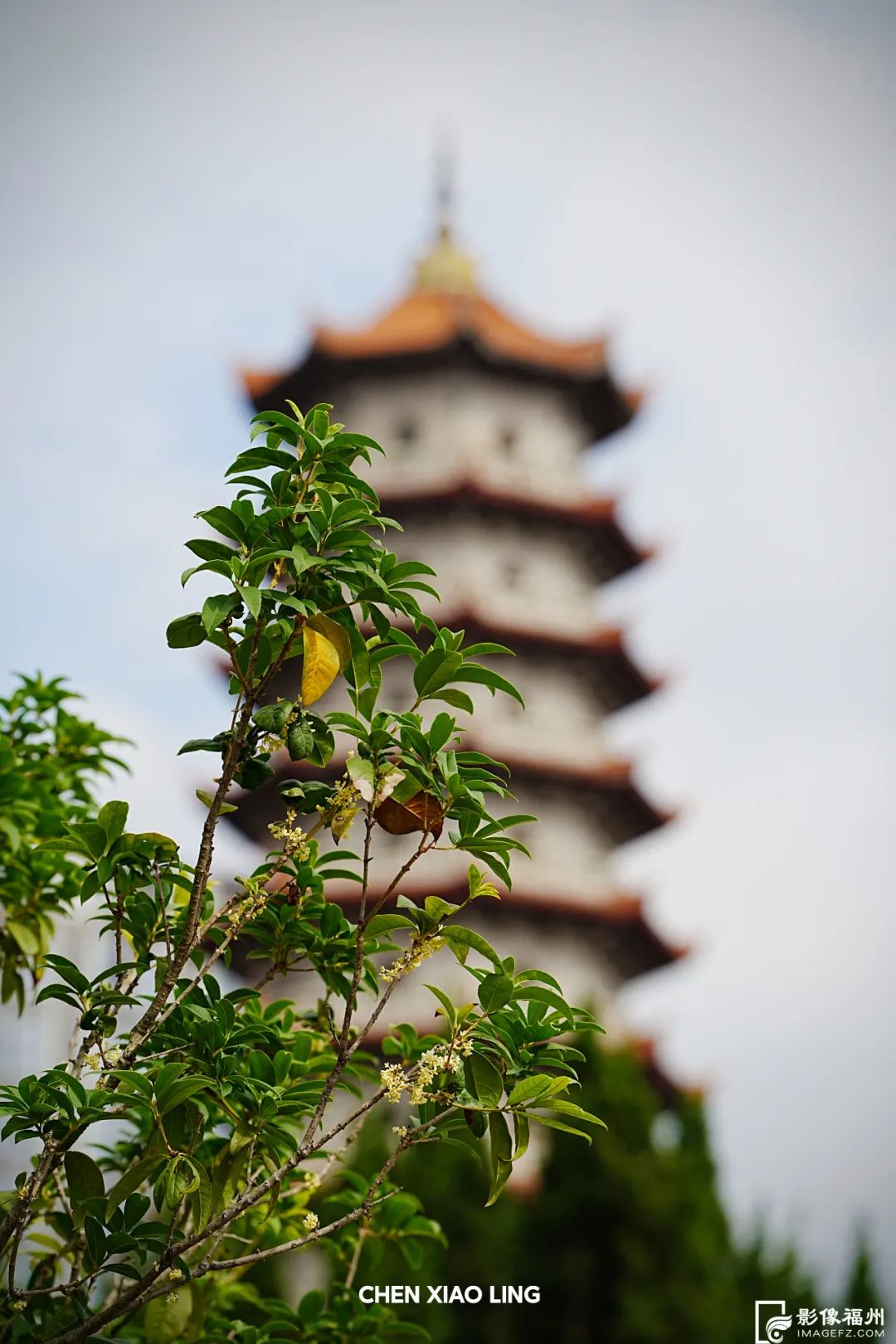 满城飘香！打开了福州的秋天！