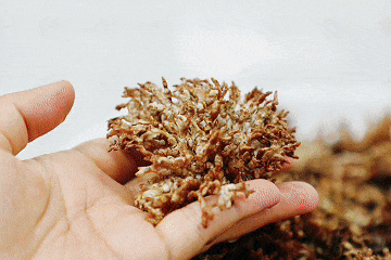 当季的美味龙爪菇、新鲜竹荪做成的汤、黄鳝烩田螺，都可以成为餐桌上的一道风物。