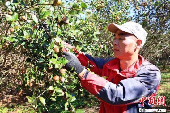 农户采摘。徐华山 摄