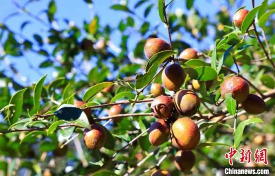 长势喜人的油茶果。徐华山 摄