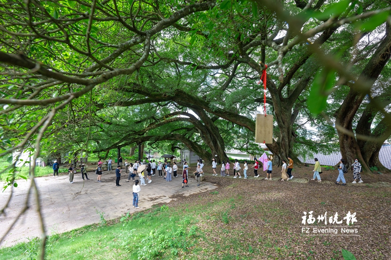 福州古树名木10158株! 福州古树名木10158株!