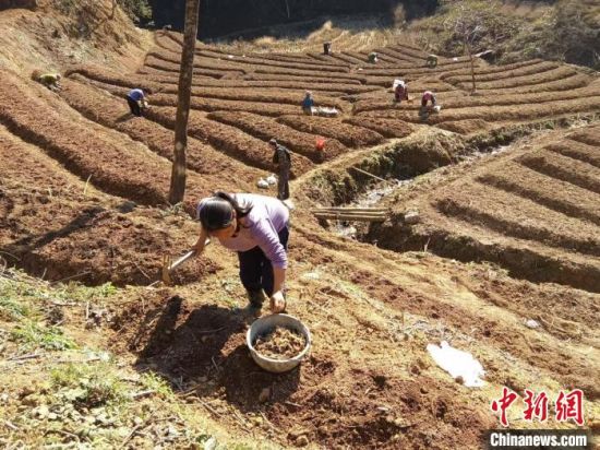 春季，村民在种植黄精。元喆翰 摄