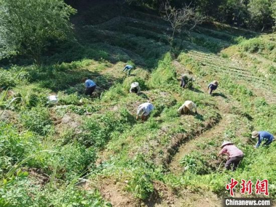 村民在小岩药谷清理杂草。元喆翰 摄