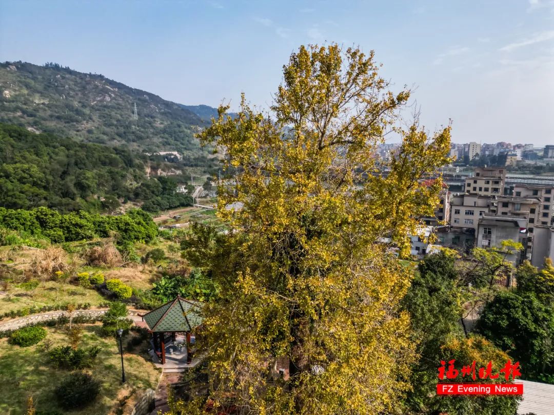 超级出片！福州网红银杏王，迎来“颜值巅峰”！