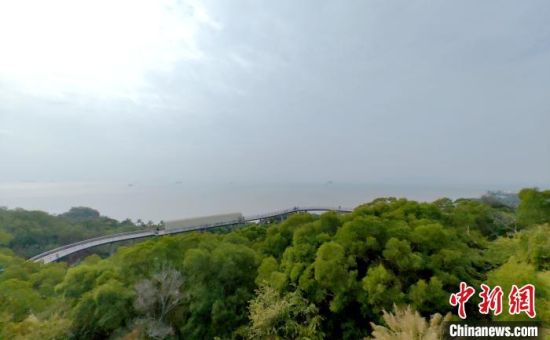 图为厦门山海步道林海线。　中新网记者 林永传 摄