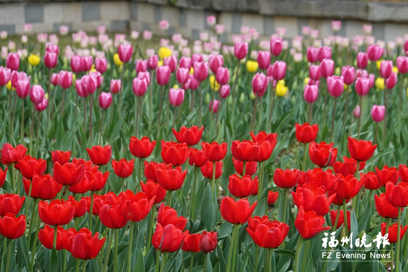 福州市园林中心发布赏花线路 新年伊始开启“探花”之旅 福州市园林中心发布赏花线路 新年伊始开启“探花”之旅