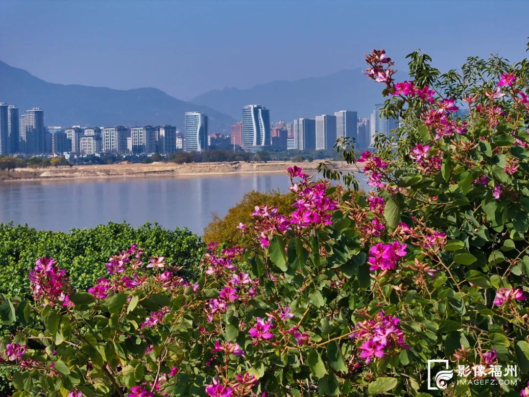 新年,到福州开启赏花之旅! 新年,到福州开启赏花之旅!
