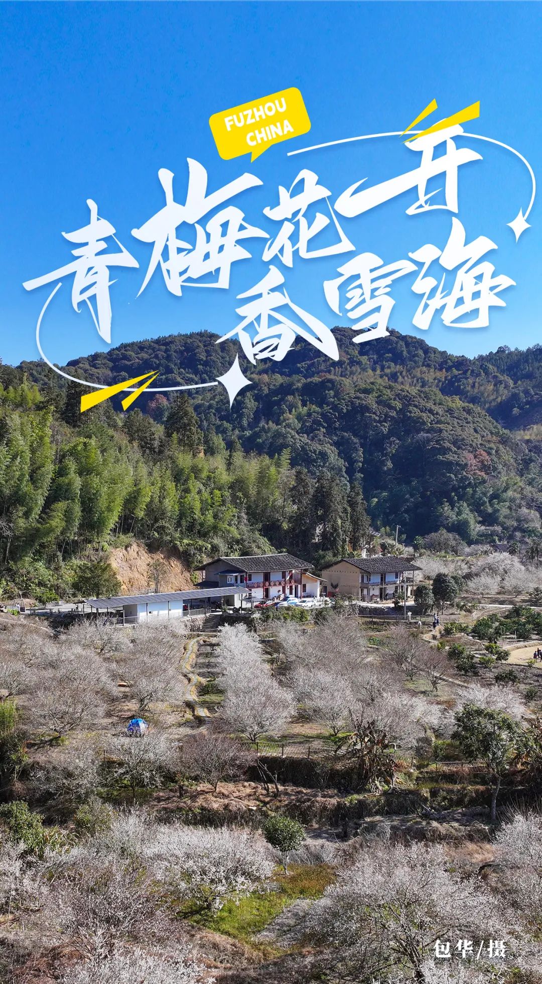 进入盛放期！快来福州赏“雪”！
