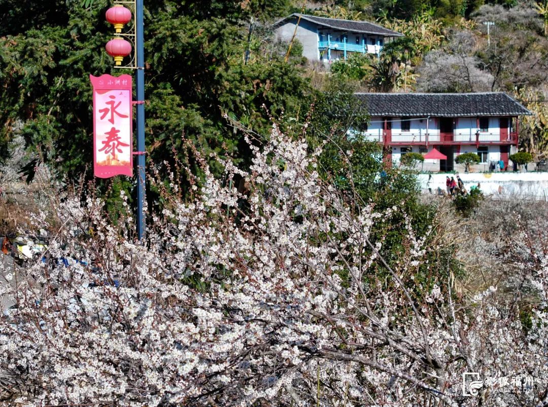进入盛放期！快来福州赏“雪”！